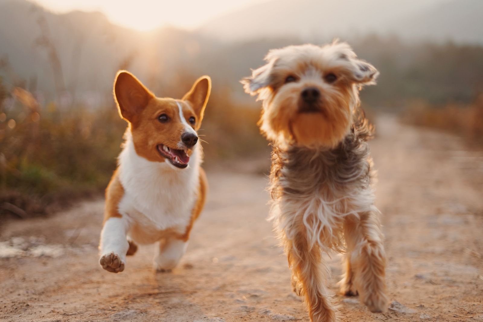 FAQs on Animals