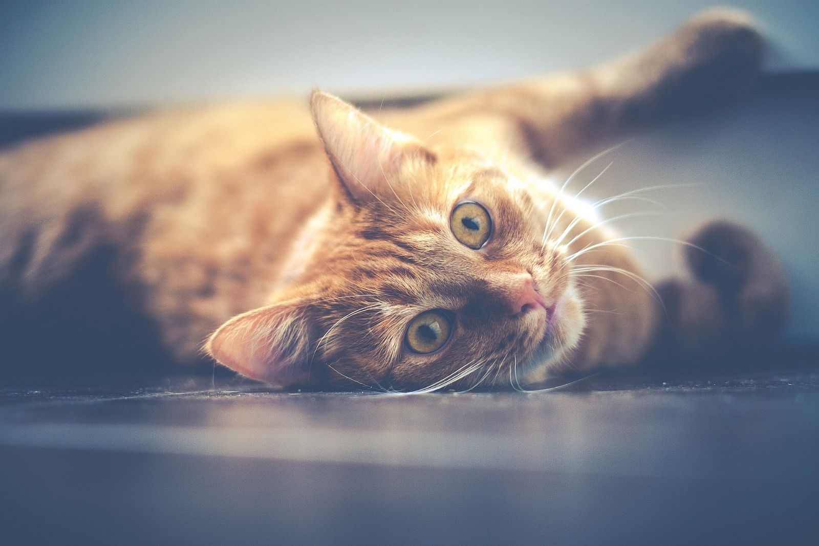Where is your cat now?