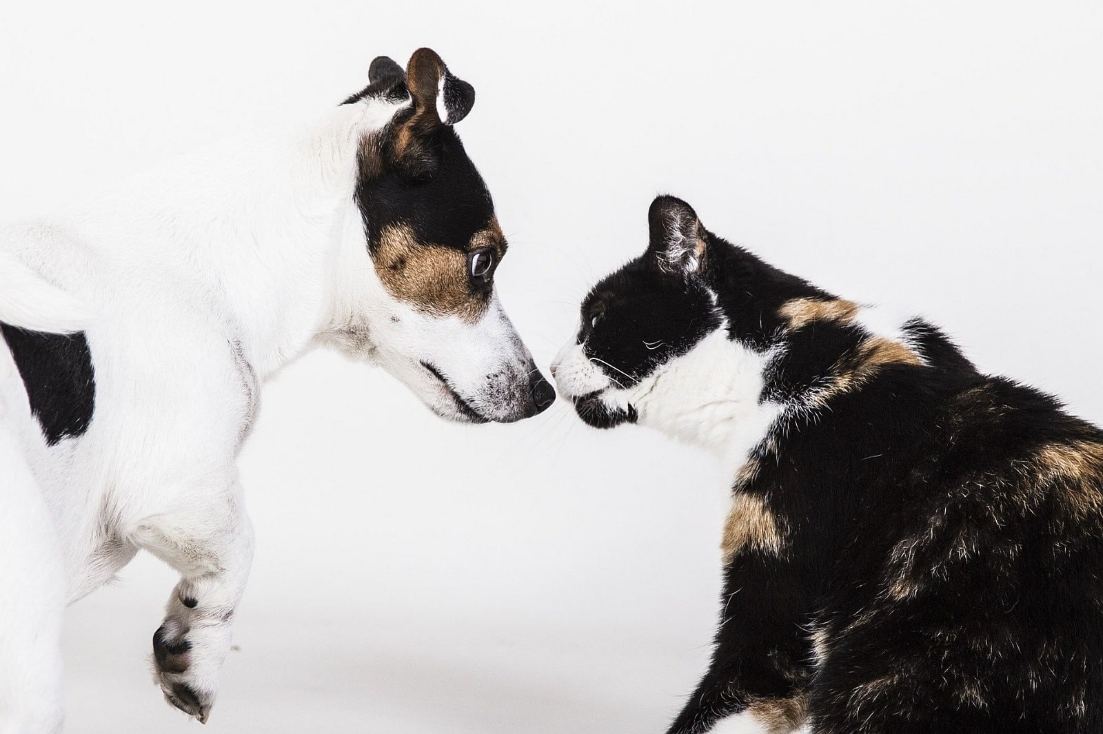 Registration of Dogs and Cats