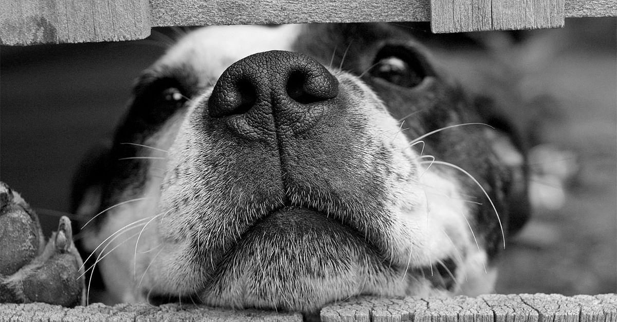 Image of dog looking through fence.