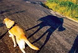 Tips for animal and pet owners