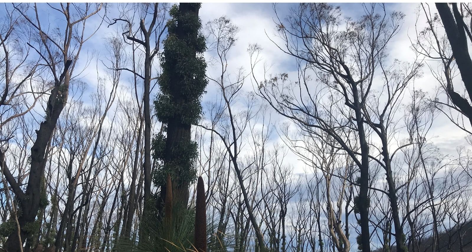 Burnt trees with regrowth on Mount Imlay.