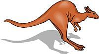Image of kangaroo.