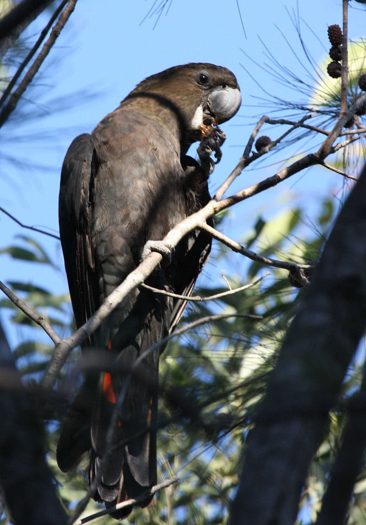 Glossy black cockatoo a native of the Tura Beach area.