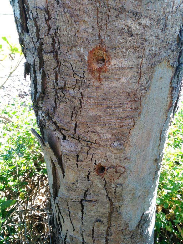 Drilled and poisoned Coastal Mahogany trees at Ford Park, Merimbula.