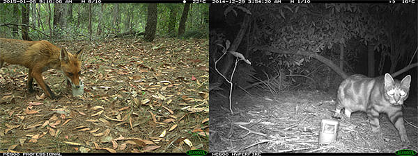 A fox and cat caught on a fixed camera as a part of a local wildlife survey by Bega Valley Shire Council.