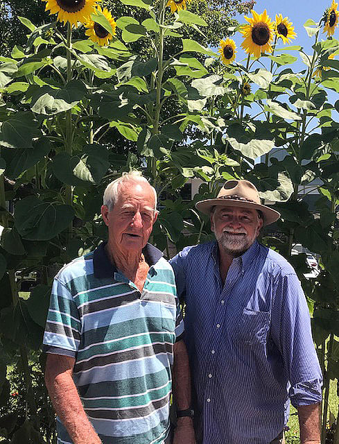 Marshall Campbell and Geoffrey Grigg are volunteer gardeners, who keep Bega's Littleton Gardens blooming, pictured here in front of sunflowers in bloom.