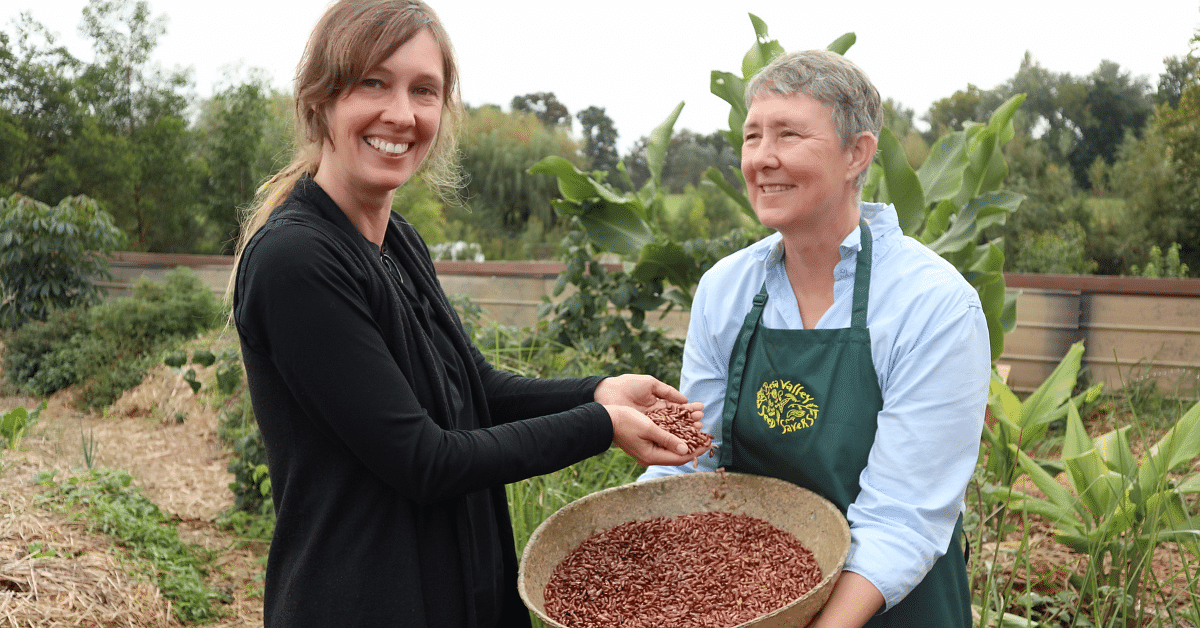 Last year's One Seed One Community collected nearly 5kg of the uncommon Cupidon bean.