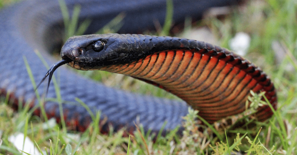 A red belly black snake, a common species in the Bega Valley Shire. Photo by Matt Clancy, licensed under a Creative Commons license. Cropped from an original image.