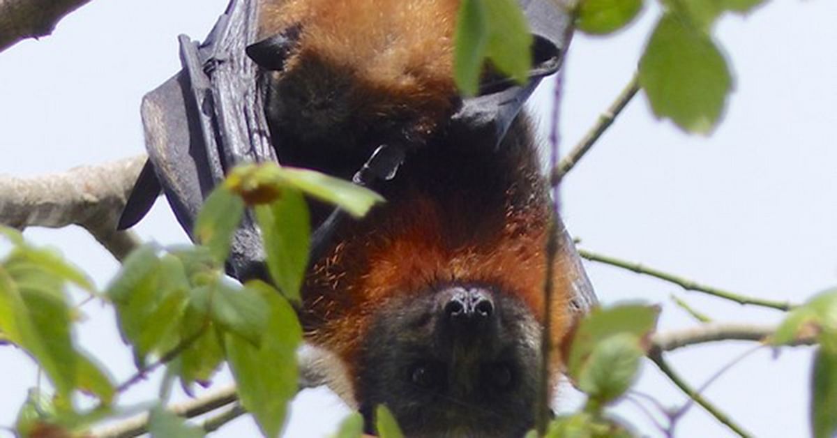 Flying-fox hanging upside down in a tree.