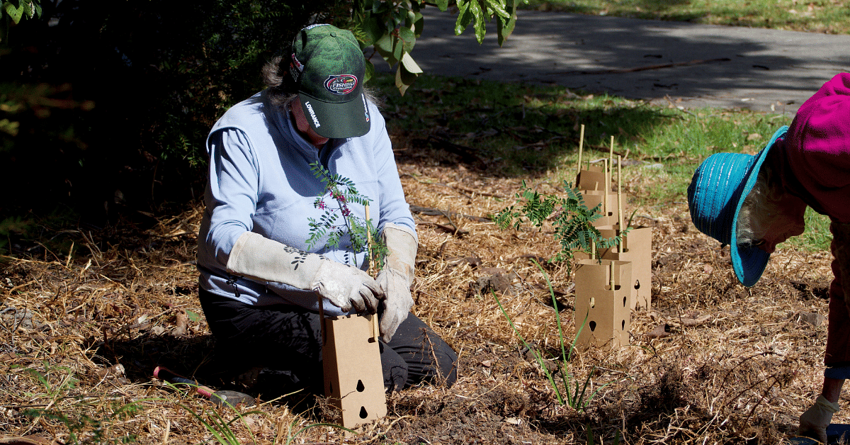 A community planting day at Eden's Freshwater Creek.