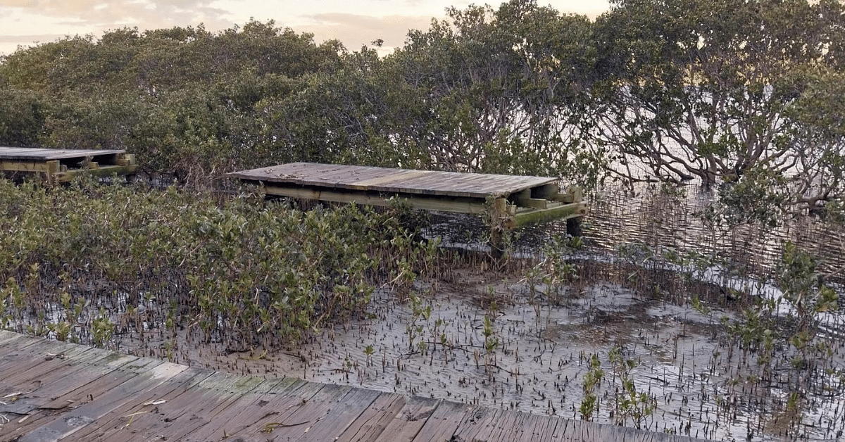 A damaged section of the Merimbula boardwalk.