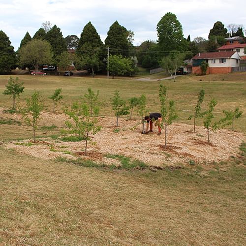 Council’s John Turville tending to the Manchurian Pear trees in Girraween Park.