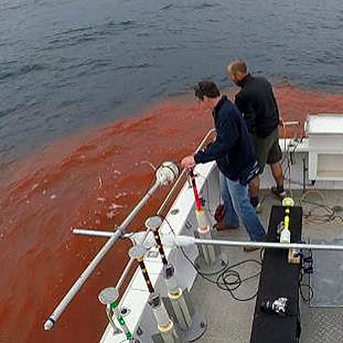 Dye testing Merimbula Bay.