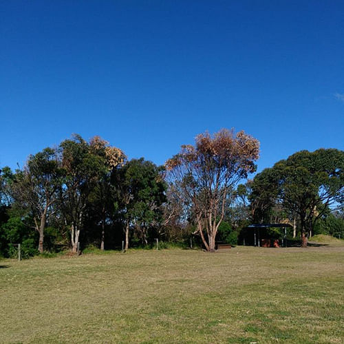 Vandalised trees at Ford Park Merimbula.