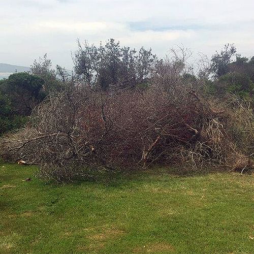 Stockpile of vegetative material piled up by the Tura community group