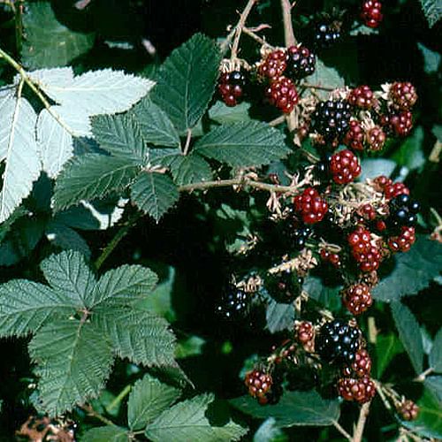 Blackberry bush with fruit