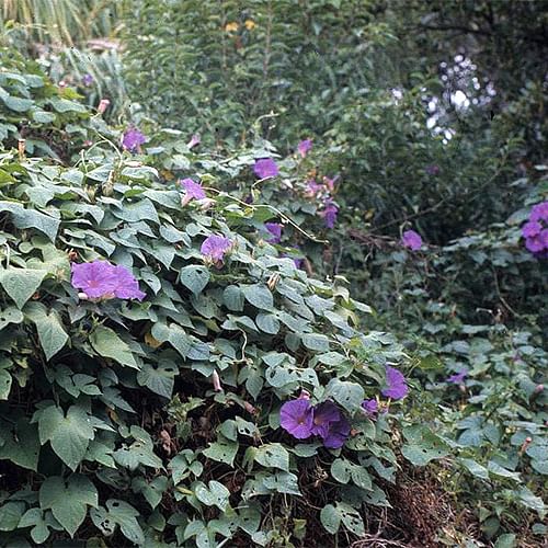 Morning glory enveloping all in its path.