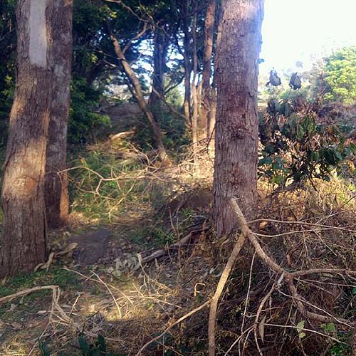 tree damage in bushland