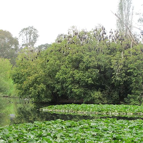 Flying Fox camp at Glebe Lagoon.