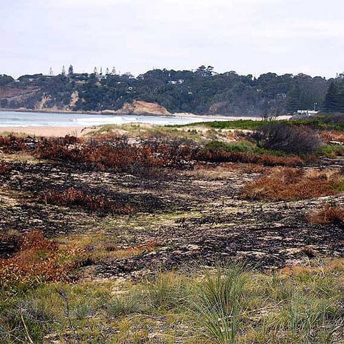 A sectionof the dune network impacted by the fires in Tathra.