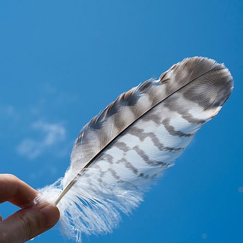 Our signs of wildlife project is asking people to donate what they find such as feathers