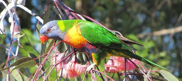 Rainbow Lorikeet.