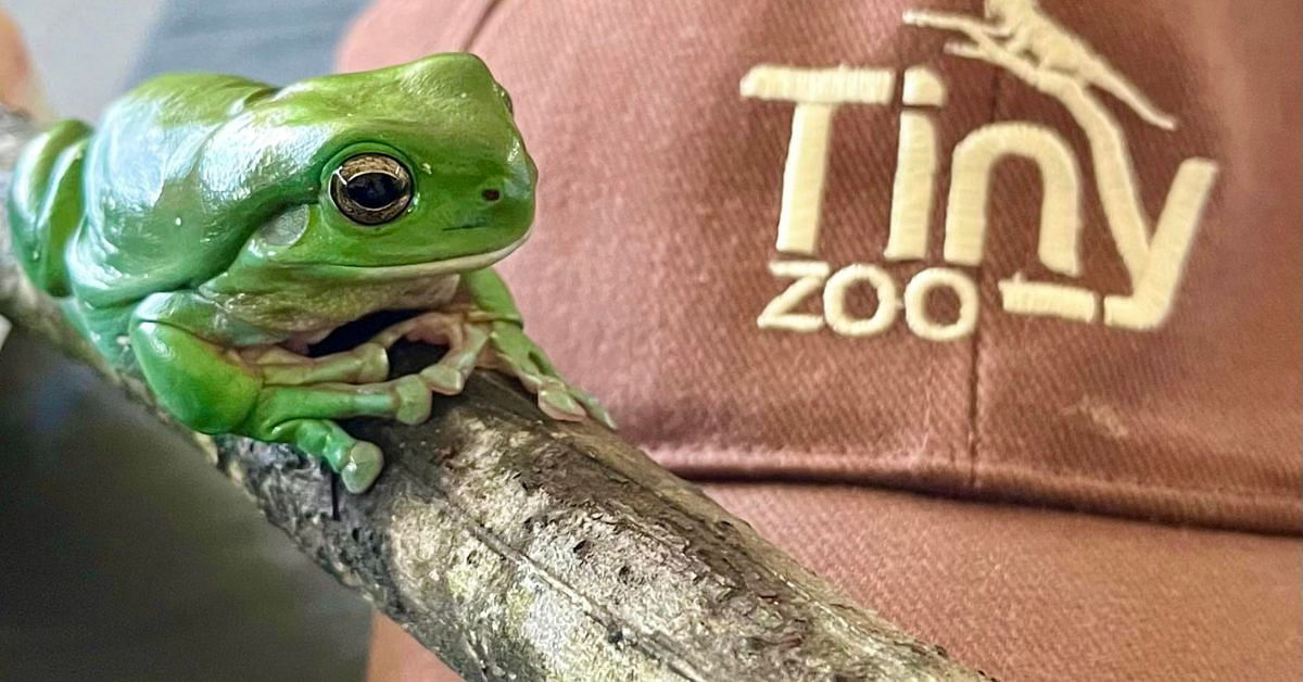 Green tree frog from Tiny Zoo.