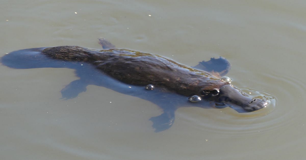Photograph courtesy of Matthew Higgins. Platypus sighted in a Bega Valley waterway