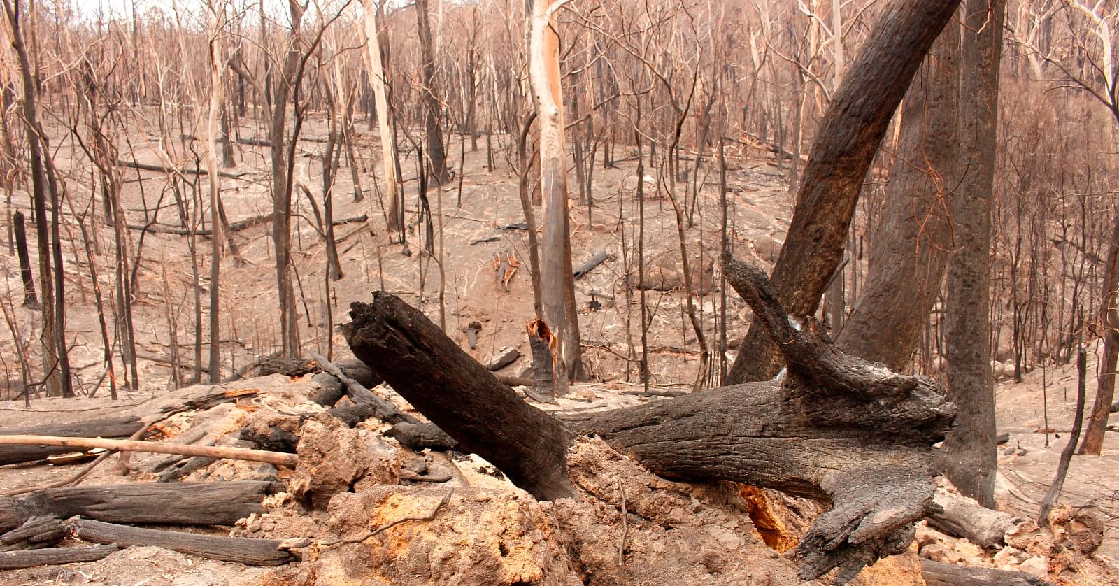 Photo of burnt trees.