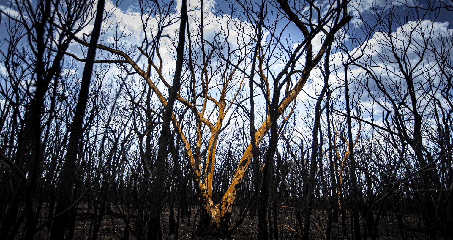 Burnt bushes.