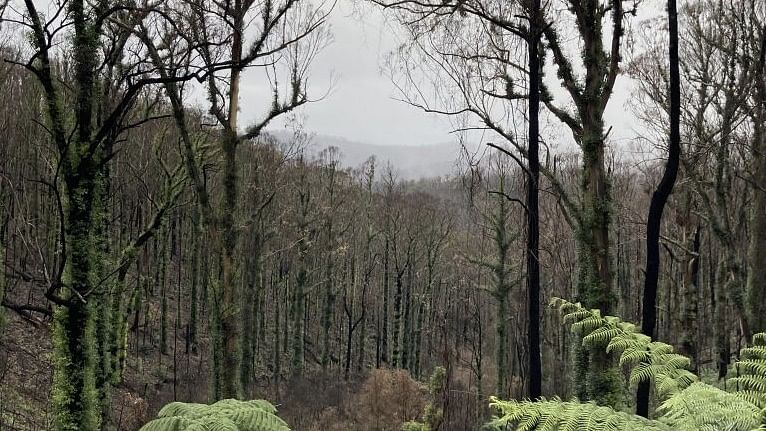 Bushfire recovery.