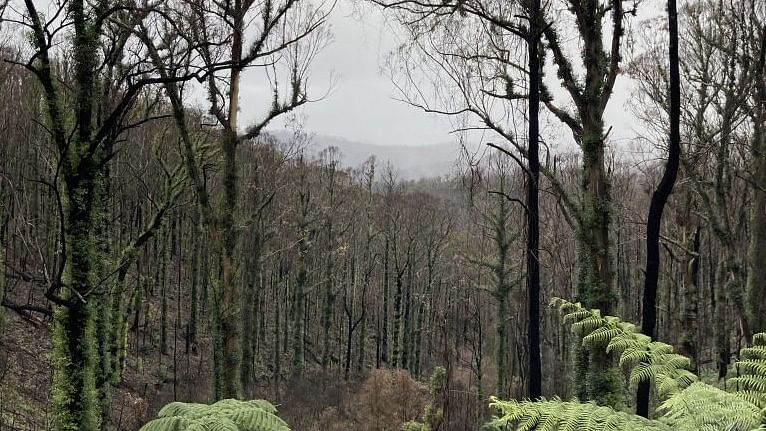 Bushfire recovery - trees