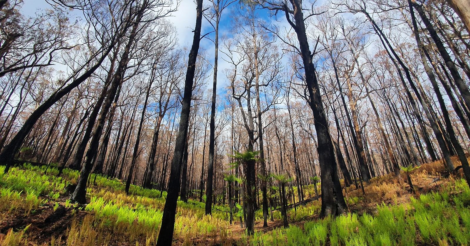 Photo by Cliff Shipton: Myrtle Mountain reborn.