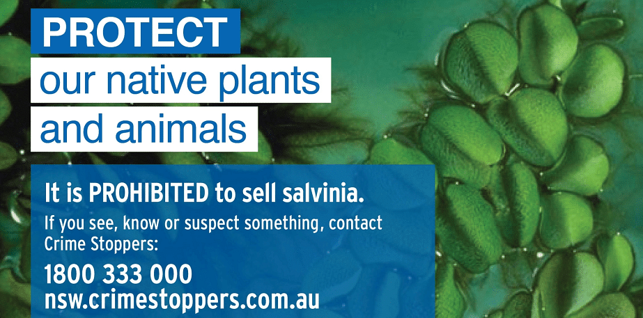 NSW Crime Stoppers illegal plants.