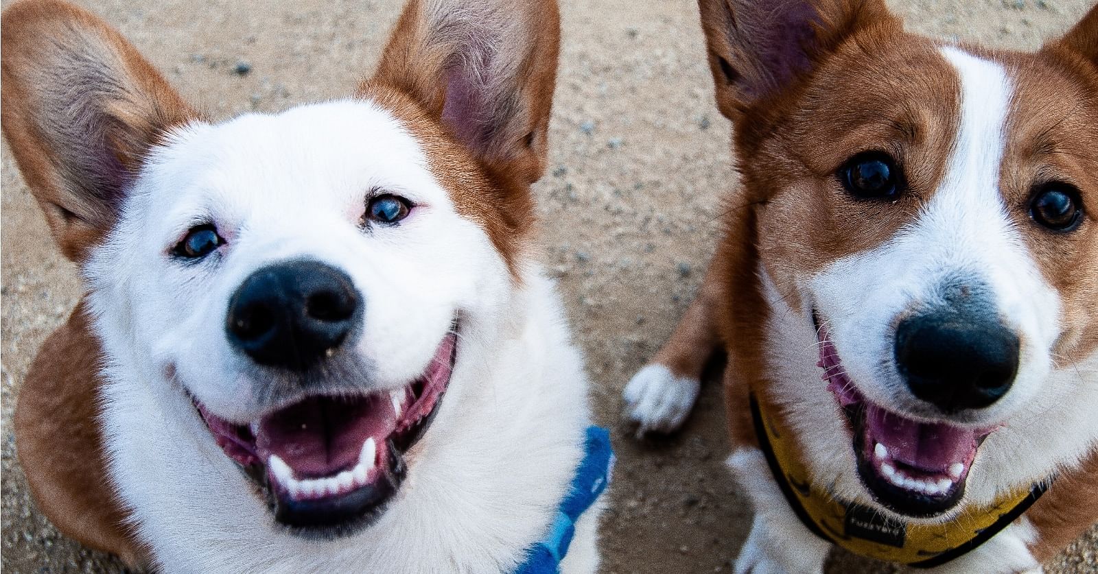 Photo Two white and tan dogs by gotdaflow on Unsplash.