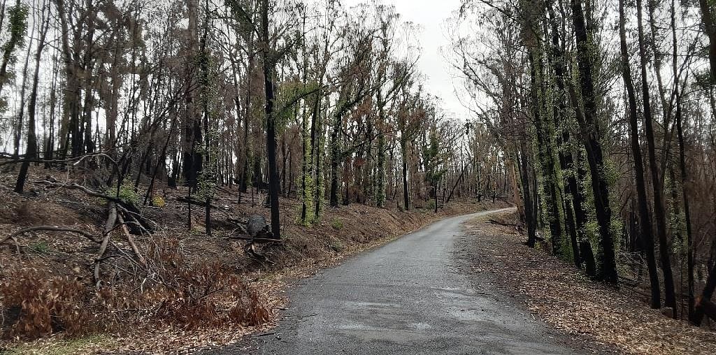 A road through burnt forest with burnt vegetation lying on the roadside