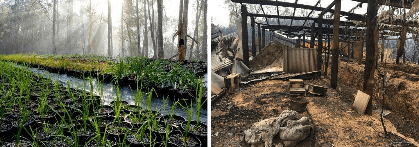 Provincial Plants and Landscape's Wandella nursery before and after the summer bushfire.