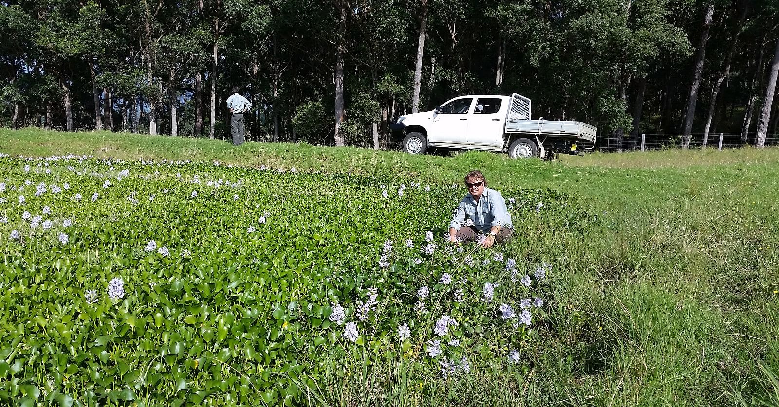 Biosecurity officers inspecting a dam in Cobargo covered in a state priority weed Water Hyacinth.