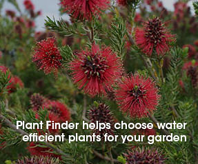 Click the image to use the plant finder to help select water efficient plants for your garden.