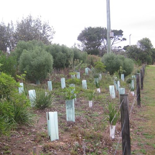 Weed action in the Bega valley Shire.